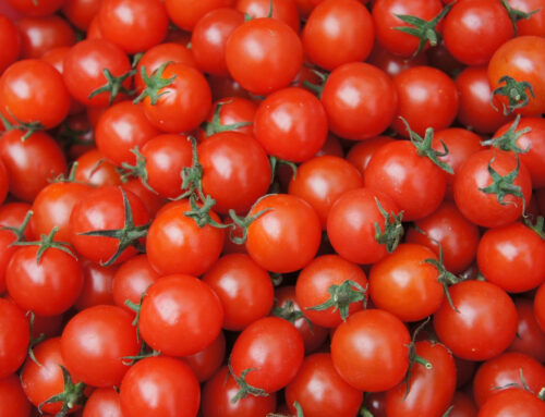 Pomodoro Ovalone