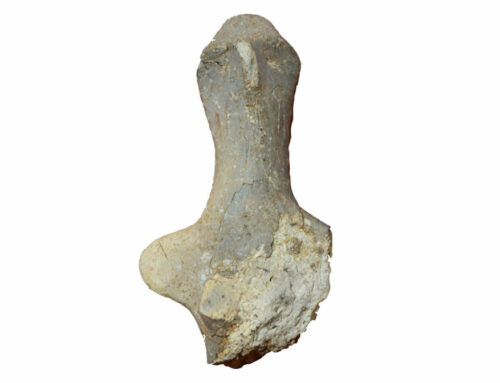 Le importanti scoperte compiute nella Grotta Battifratta di Poggio Nativo